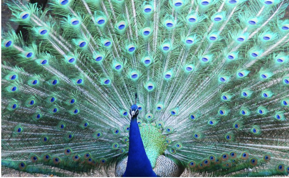 Peafowl Nesting Boxes
